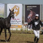 گزارش تصویری از پنجمین جشنواره ملی زیبایی اسب اصیل ترکمن در علی آبادکتول
